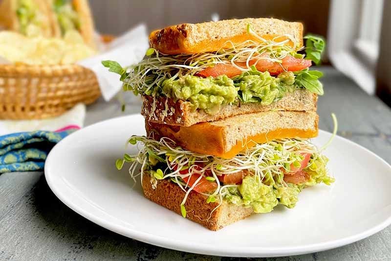 Alfalfa Sprouts and Avocado Sandwich