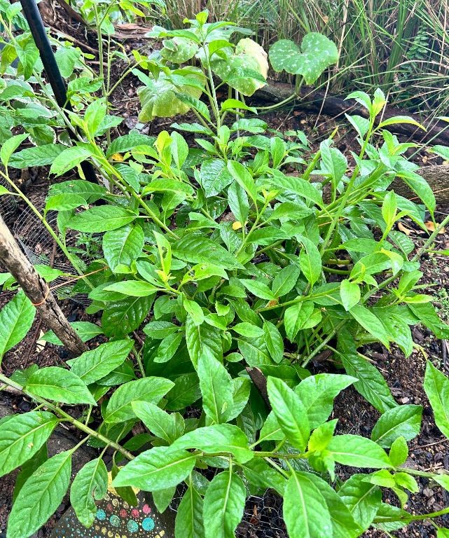 Longevity Spinach and Ginger Tea